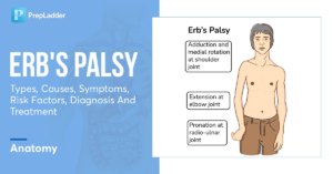 adults living with erb's palsy